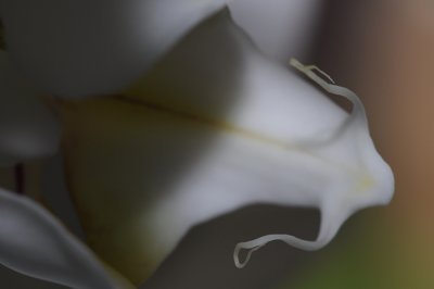 Babine d'orchidée_4316938246_l.jpg